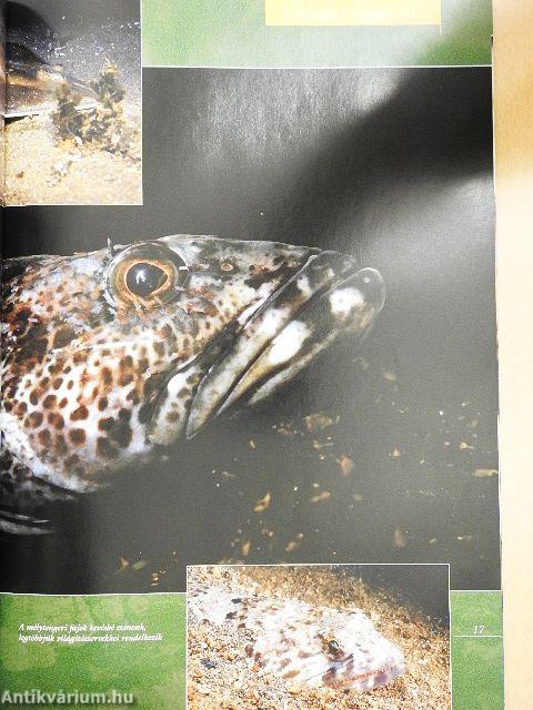 Barangolás a ragadozók világában