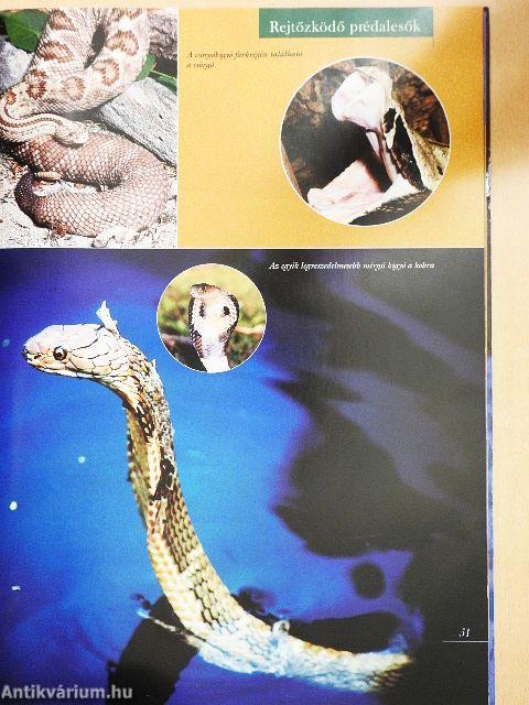 Barangolás a ragadozók világában