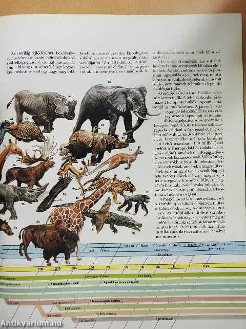 Evolúció