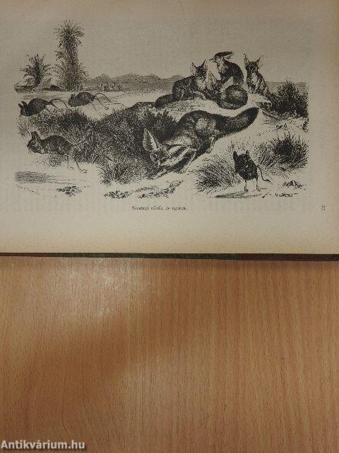 Természettudományi Közlöny 1880. (nem teljes évfolyam)