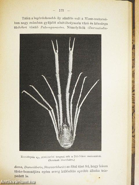 Mélytengerek világa