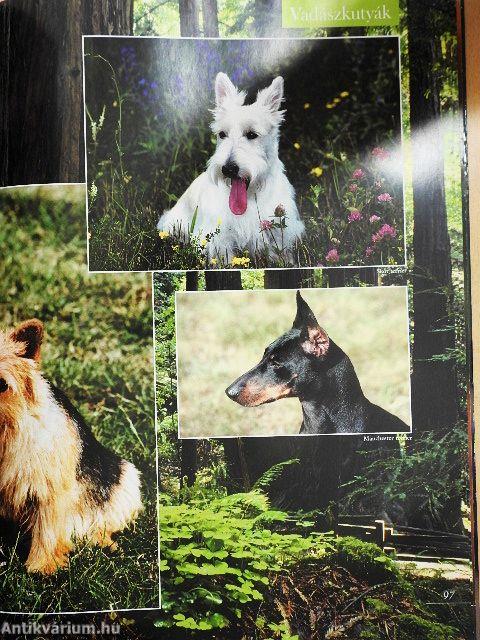 Barangolás a kutyák világában