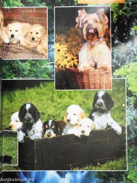 Barangolás a kutyák világában