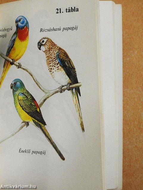 Díszmadarak a lakásban