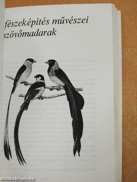 Díszmadarak a lakásban