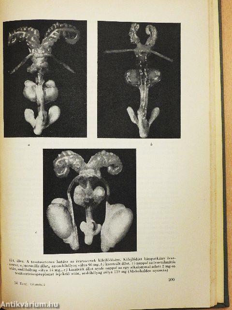 A vitaminok, hormonok és antibiotikumok szerepe az állattenyésztésben