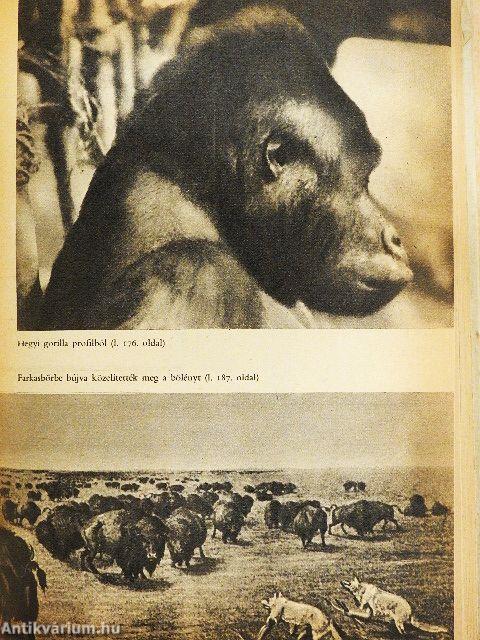 Híres vadászkalandok