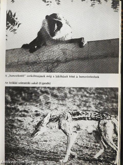 Habub Szudán felett