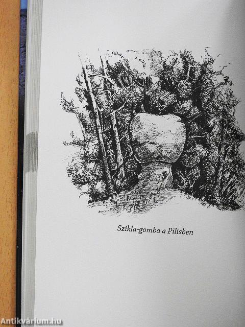 Atilla fia, Csaba királyfi