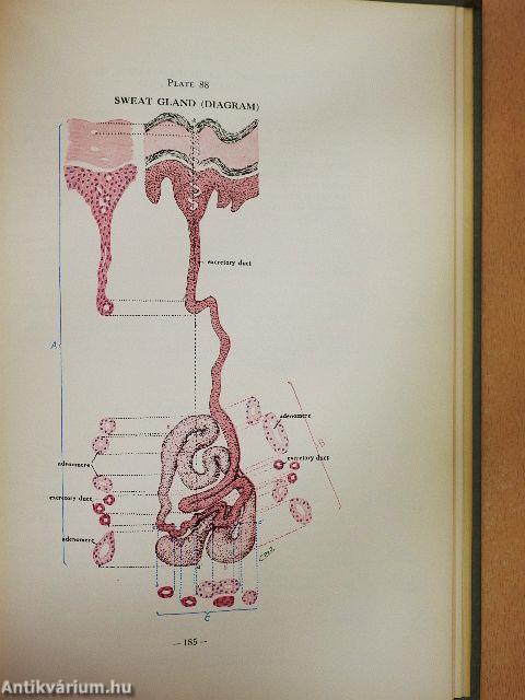 An Atlas of Human Histology