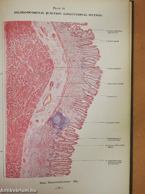 An Atlas of Human Histology