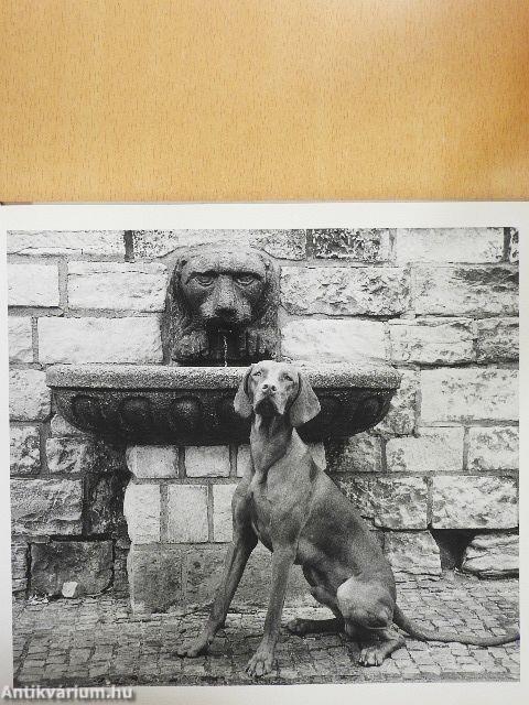 Das literarische Hundebuch