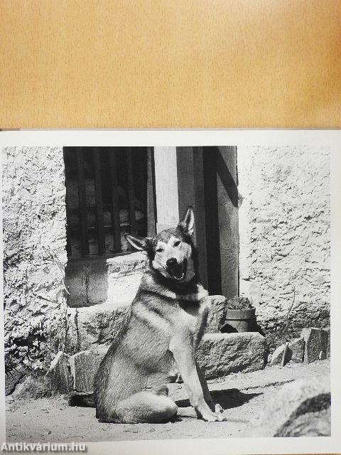 Das literarische Hundebuch