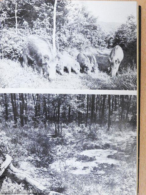 Minden nap vadásznap