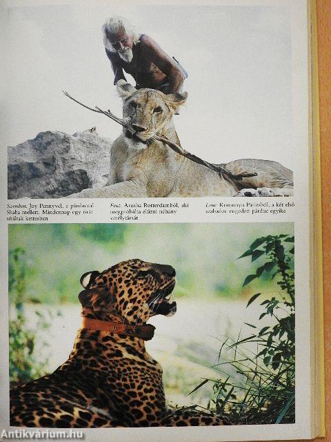 Oroszlánok között