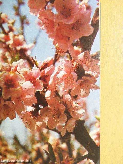 A Magyar Hírek Kincses Kalendáriuma 1985