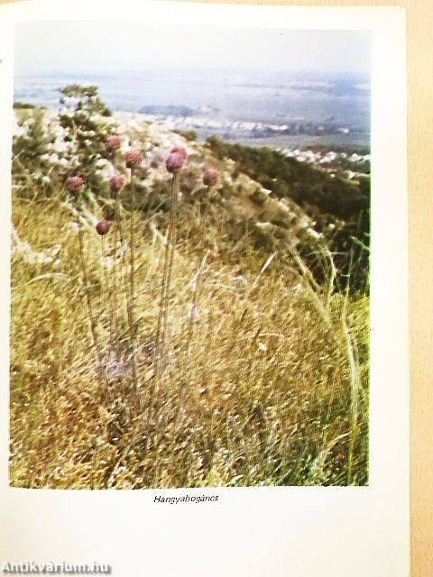 A Vértes természeti értékei