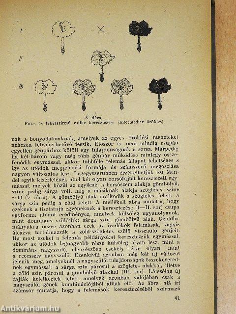 Az ösztönök világa