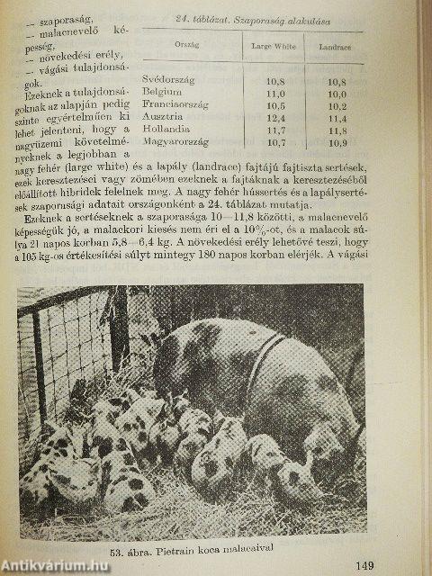 A nagyüzemi sertéstartás szervezése és technológiája