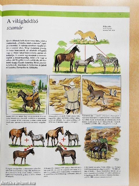 Az állatvilág képekben 11.