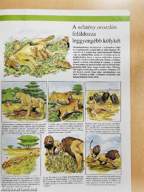 Az állatvilág képekben 11.