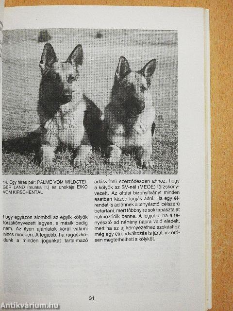 A német juhászkutya