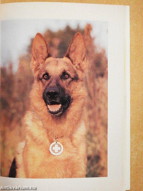 A német juhászkutya