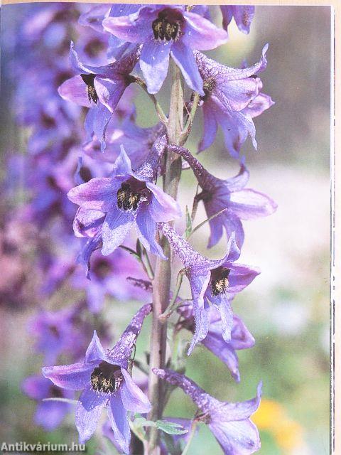Zauber und Schönheit der Alpenblumen