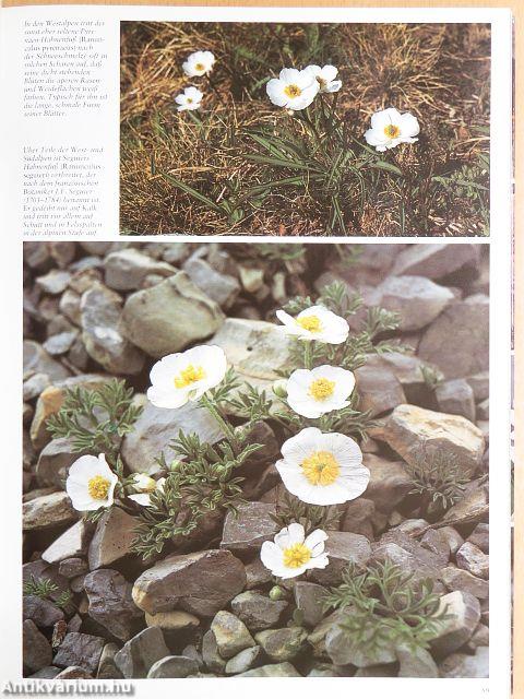 Zauber und Schönheit der Alpenblumen