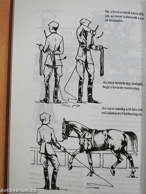 Ló és lovaglás