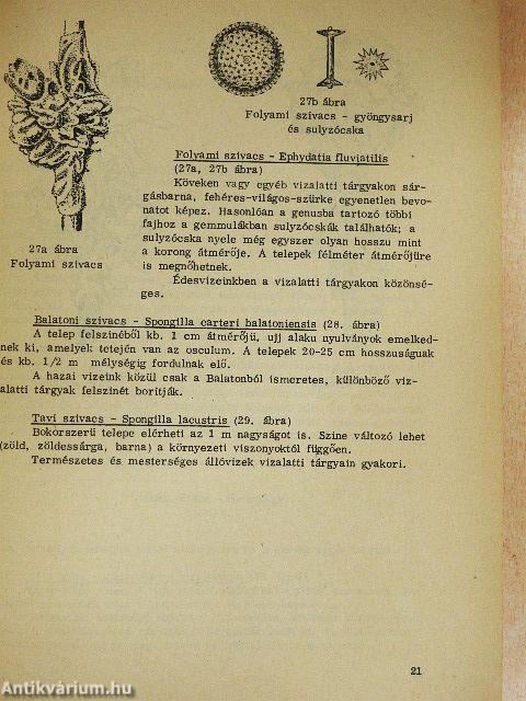 Állatrendszertani gyakorlatok