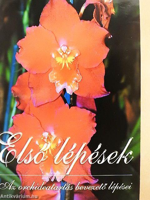 Első lépések-Az orchideatartás bevezető lépései/Orchidea és bromélia 2007./Fán lakó kaktuszok