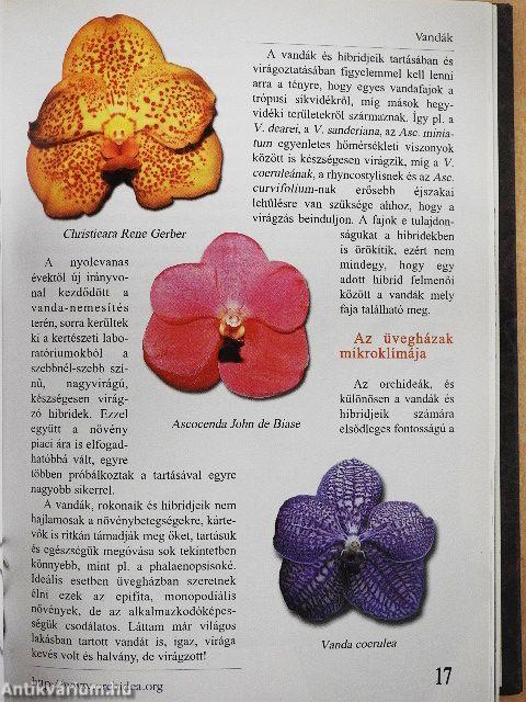 Első lépések-Az orchideatartás bevezető lépései/Orchidea és bromélia 2007./Fán lakó kaktuszok