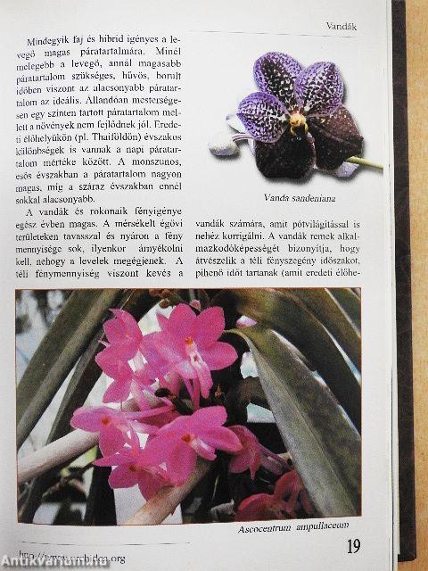 Első lépések-Az orchideatartás bevezető lépései/Orchidea és bromélia 2007./Fán lakó kaktuszok