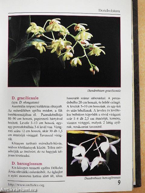 Első lépések-Az orchideatartás bevezető lépései/Orchidea és bromélia 2007./Fán lakó kaktuszok