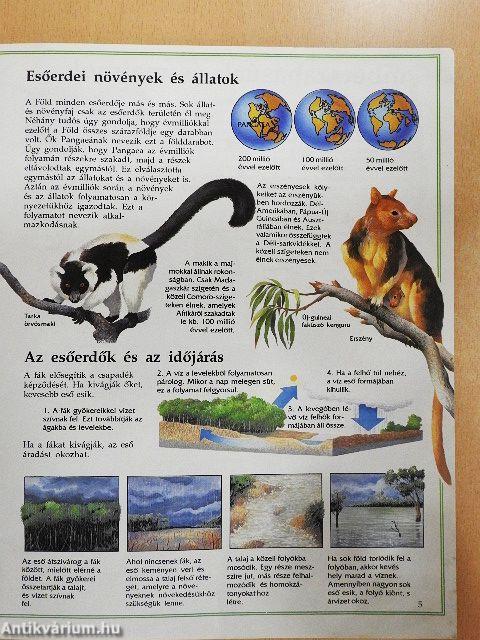 Az esőerdő vadvilága