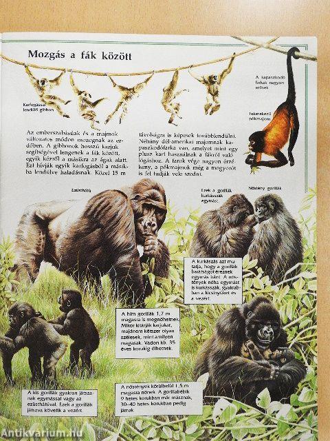 Az esőerdő vadvilága