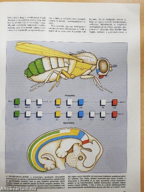 Tudomány 1990. augusztus