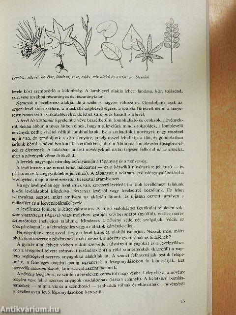 Virág a házban és a ház körül