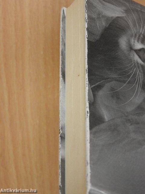 Megható macskatörténetek