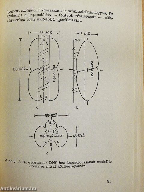 A biológia aktuális problémái 7.