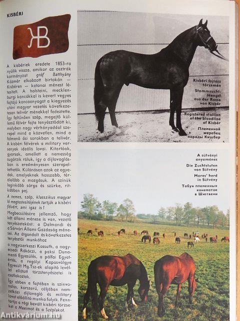 Magyar lótenyésztés 1945-1980