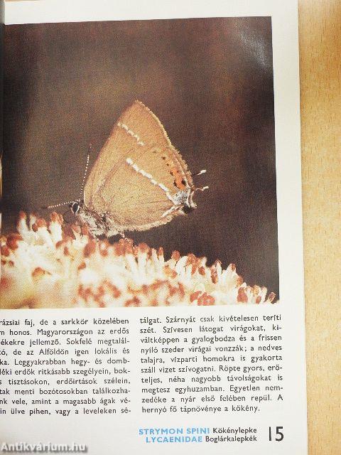 A nappali lepkékről