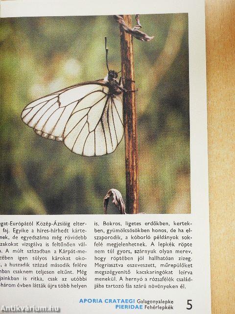 A nappali lepkékről