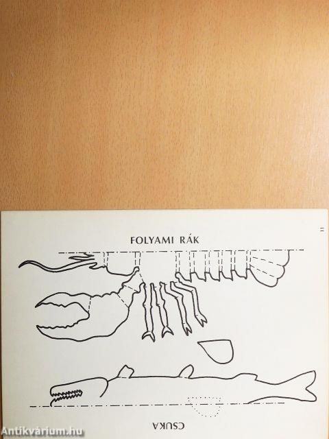 Ollóvágta - Vízi élőlények
