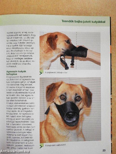 Árva kutyák új élete