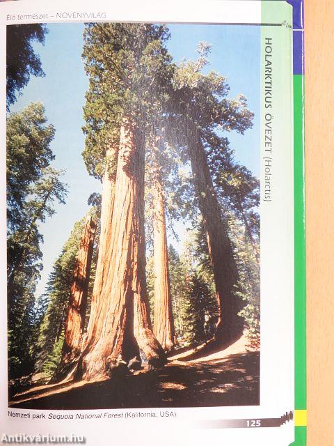 Élő természet - Növényvilág