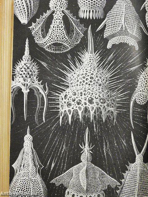 A mondák állatvilága