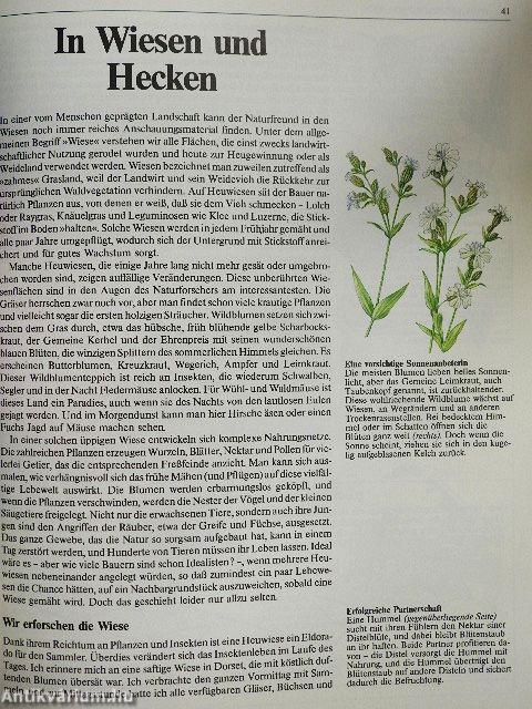 Der große Naturführer für die Familie