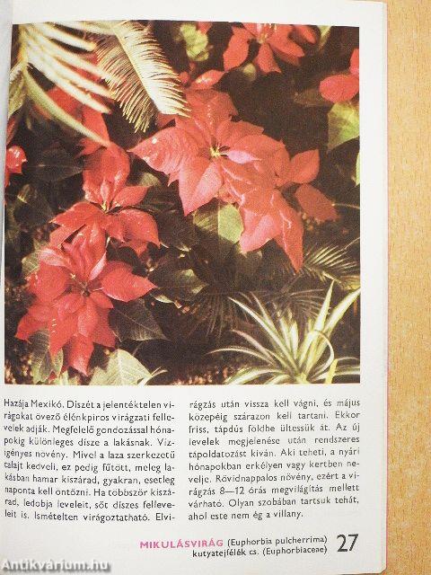 A lakás, a télikert és az üvegház növényeiről